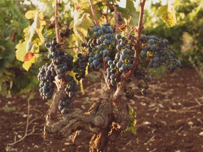 wine tasting symphonya (15)